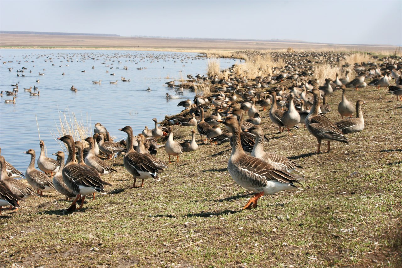 В СФУ предсказали высокий риск распространения птичьего гриппа в Красноярском крае