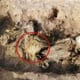 Люди впервые оседлали лошадей как минимум 2700 лет назад
