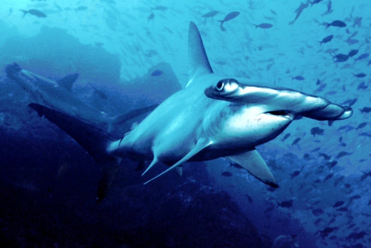 Бронзовые акулы-молоты широко распространены в тропических и умеренных прибрежных водах
