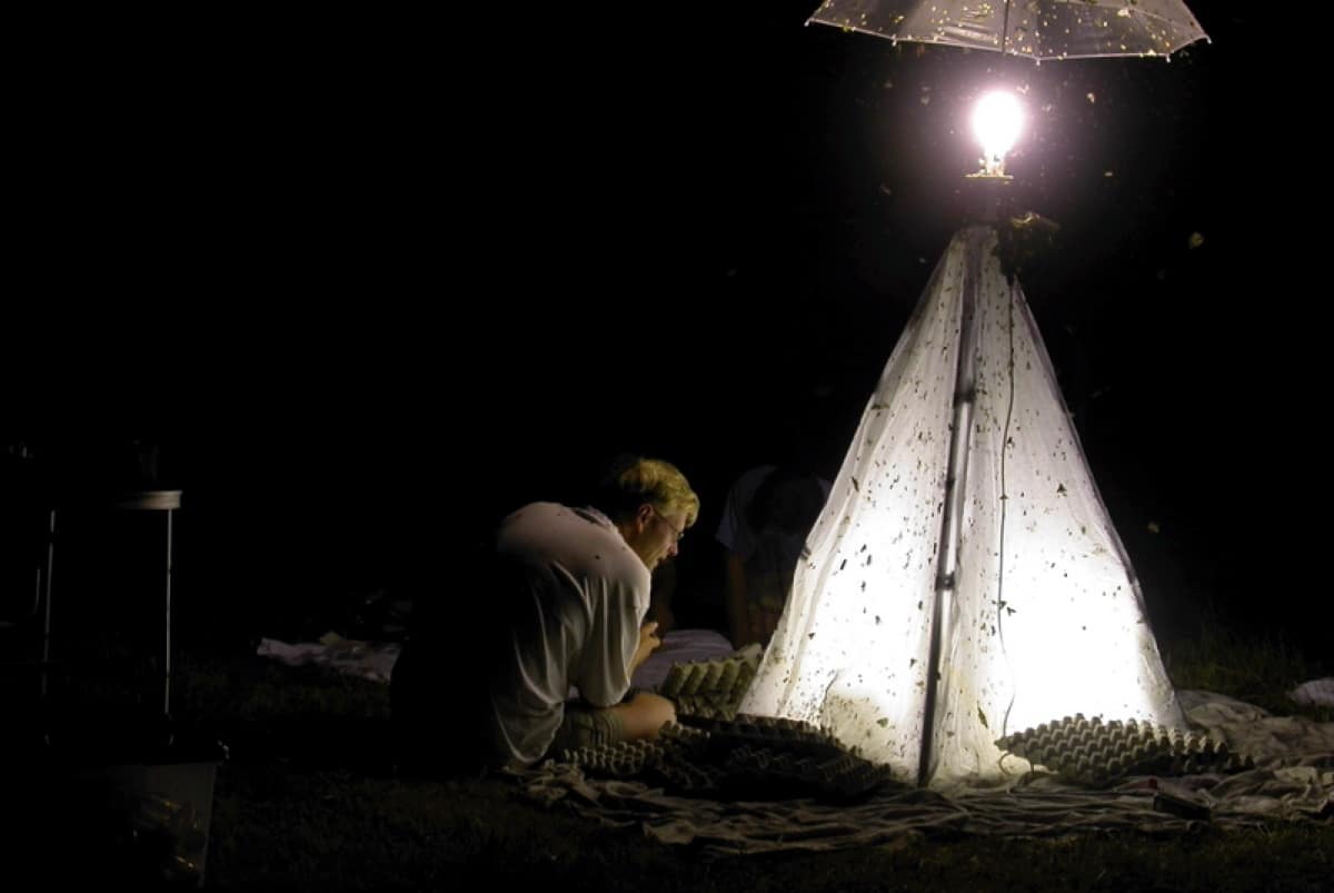 Энтомологи используют световые ловушки для сбора насекомых