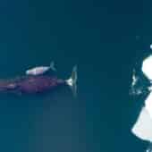 Гренландский кит с детенышем