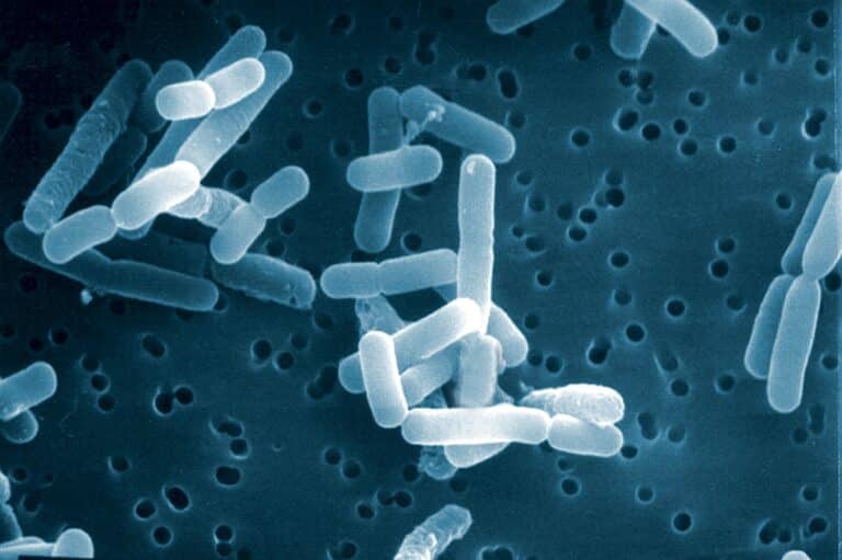 Лактобактерии Limosilactobacillus reuteri считаются полезными для пищеварения и входят в состав некоторых пробиотиков