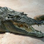 Крокодилам сделали прививку от вируса Западного Нила