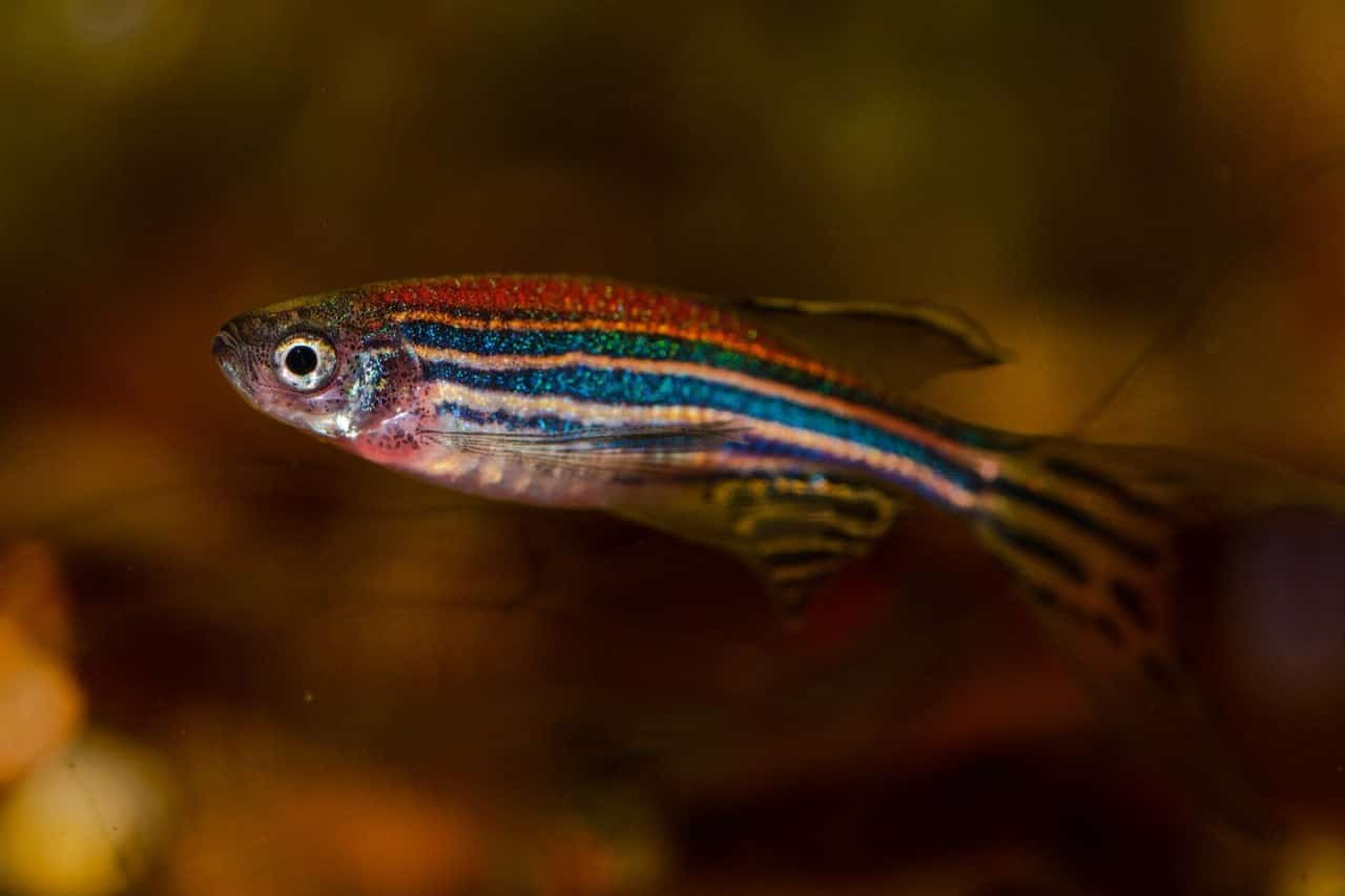 Биологи выяснили, как самки рыб выбирают лучшую сперму для оплодотворения  своей икры