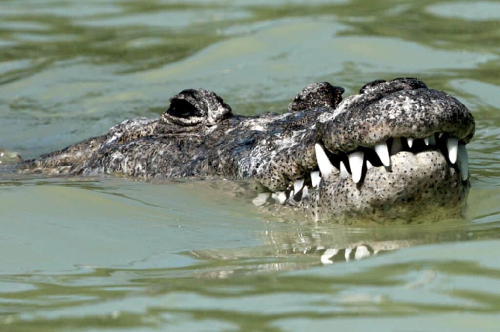 Crocodylus acutus — самые распространенные крокодилы Нового Света