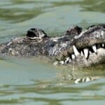 Крокодилы оказались способны к «девственному размножению»