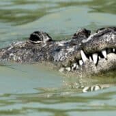 Crocodylus acutus — самые распространенные крокодилы Нового Света