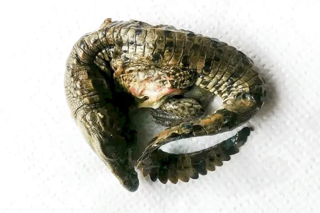 «Мертворожденный» партеногенетический зародыш Crocodylus acutus