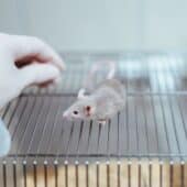Терапия микрочастицами устранила симптомы рассеянного склероза у мышей