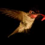 Ученые разобрались в отношении колибри к алкоголю