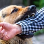 Ветеринары узнали, в какие дни собаки чаще кусают людей