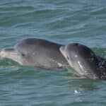 Самки дельфинов, как и человеческие матери, меняют тон голоса при общении с детенышами