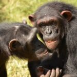 Шимпанзе впервые показали способность к «альтернативному» мышлению