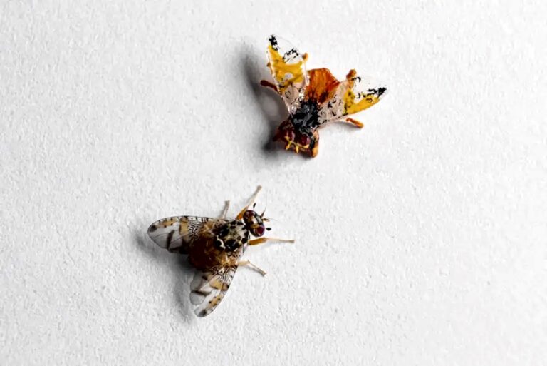 Самец средиземноморской плодовой мухи и его искусственный соперник