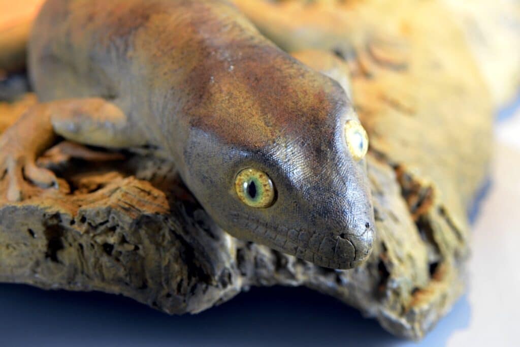 Реконструкция Hoplodactylus delcourti