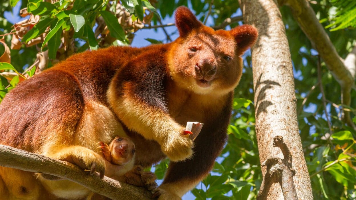 Зоологи прояснили родословную кенгуру, скачущих по деревьям