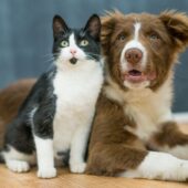 Кошка с собакой