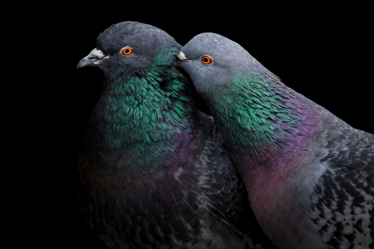 Пара сизых голубей под пирсом в Уайт-Роке, Британская Колумбия, Канада / © Liron Gertsman