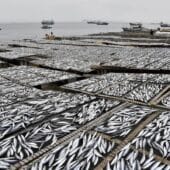 Избыточный вылов рыбы — одна из самых серьезных угроз биоразнообразию Мирового океана