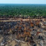 Ученые подсчитали, сколько тропических лесов теряет Земля каждые пять секунд