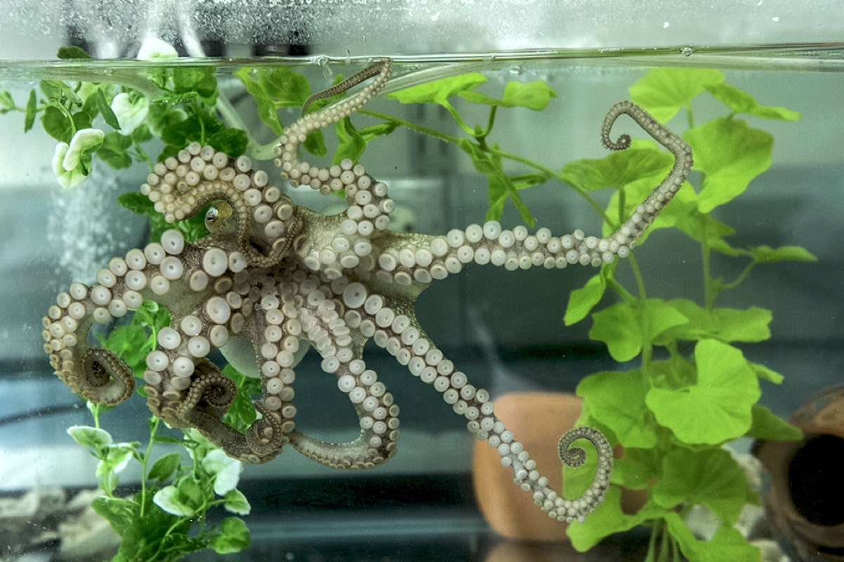 Калифорнийский двупятнистый осьминог в лабораторном аквариуме