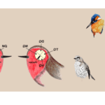 Дальняя навигация птиц: методы изучения и нейробиологические основы
