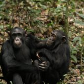 Два подростка-самца шимпанзе, 15-летний Бэррон и 9-летний Чибис