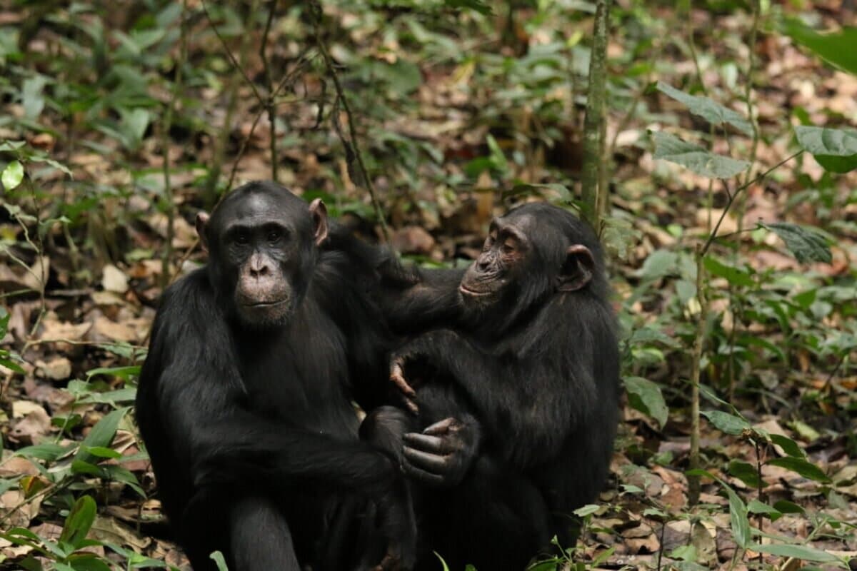 Два подростка-самца шимпанзе, 15-летний Бэррон и 9-летний Чибис