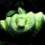 Анализ ДНК показал, как змеи стали безногими и узкими