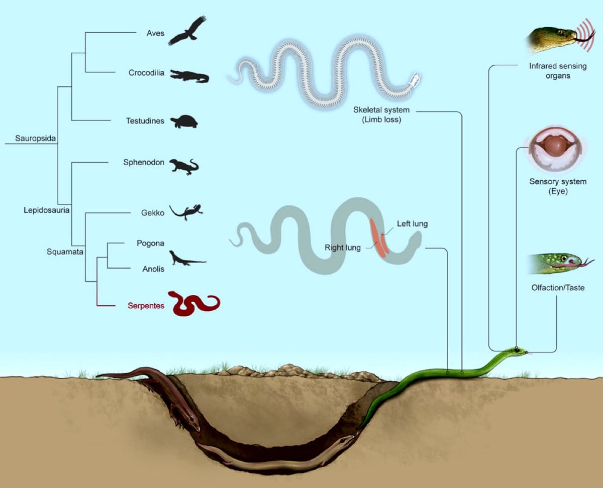 Анализ ДНК показал, как змеи стали безногими и узкими
