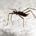 Живущие в снегу комары спасаются от замерзания, ампутируя собственные конечности
