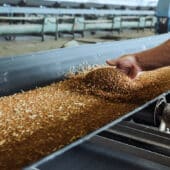 Физики предложили новый способ контроля качества пшеницы
