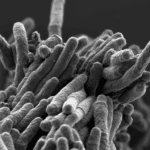 В ННГУ приблизились к разгадке устойчивости бактерий туберкулеза к антибиотикам