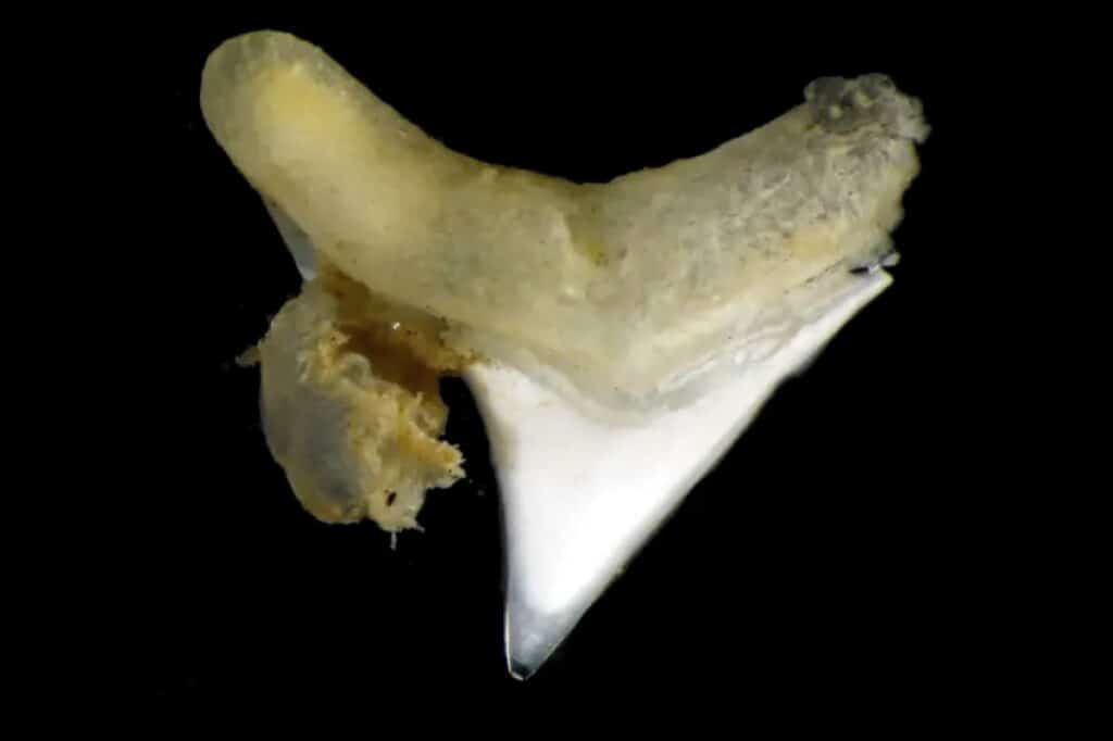 Оседакс на боковой поверхности акульего зуба