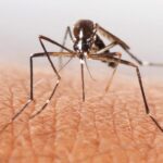 Ученые намылили комаров до смерти — и безопасно для человека
