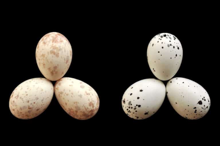 Яйца двух самок дронго; правые нижние — кукушечьи