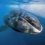 Самки китов поставили беременность на паузу