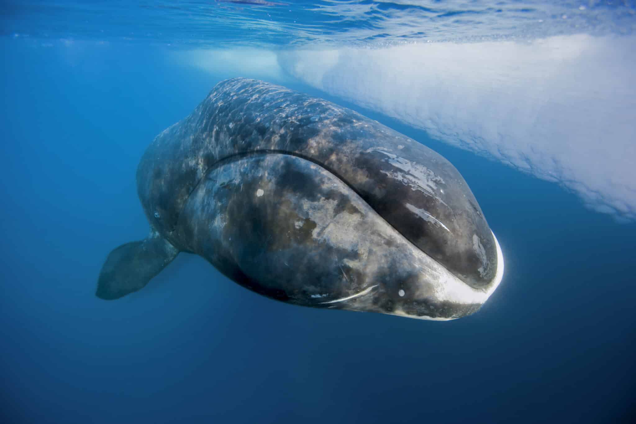 беременность китов