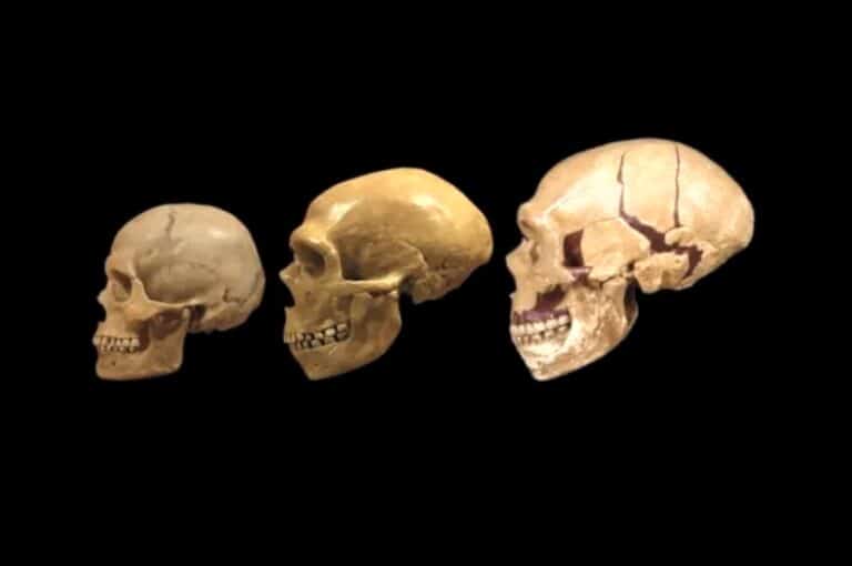 Черепа неандертальцев (в центре) и денисовцев (справа) были заметно более вытянутыми, чем у людей современного типа (слева)