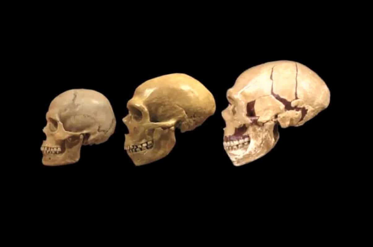 Размер мозга древнего человека