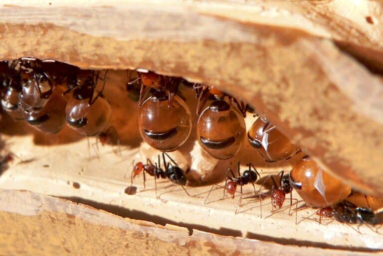 Особи-«бочки» в гнезде медовых муравьев Myrmecocystus