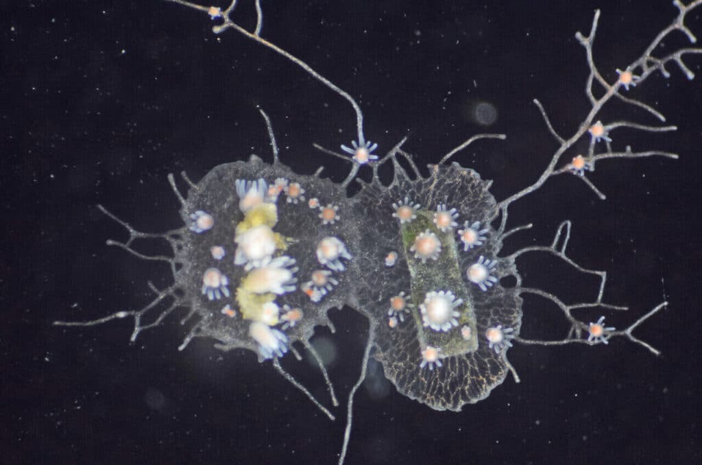 Hydractinia symbiolongicarpus