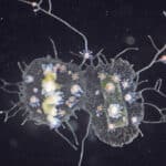 Морской полип «состарил» свои клетки, чтобы регенерировать отрезанное тело