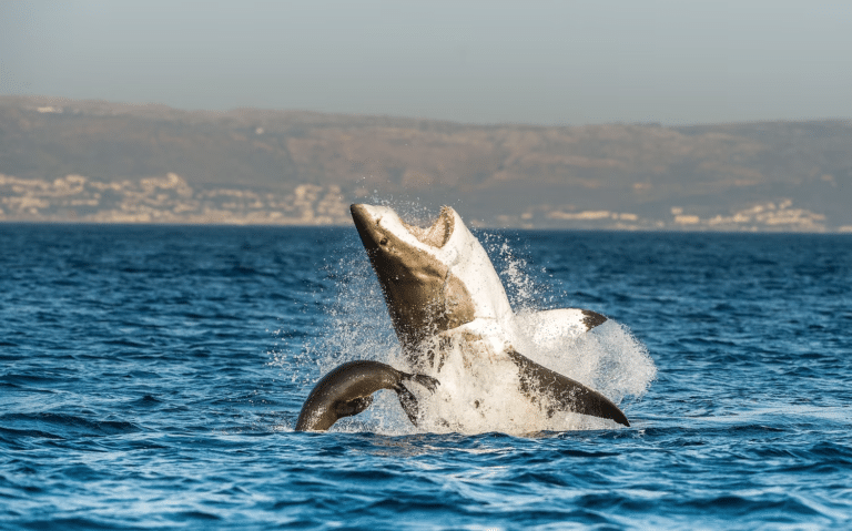 Большая белая акула во время охоты у берегов Южной Африки / © USO / iStockphoto / Getty 