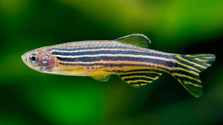 Рыбка данио-рерио / © Wikipedia 