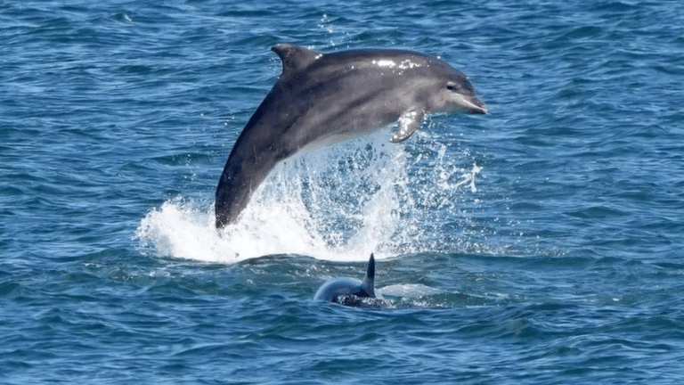 Дельфины / © BBC