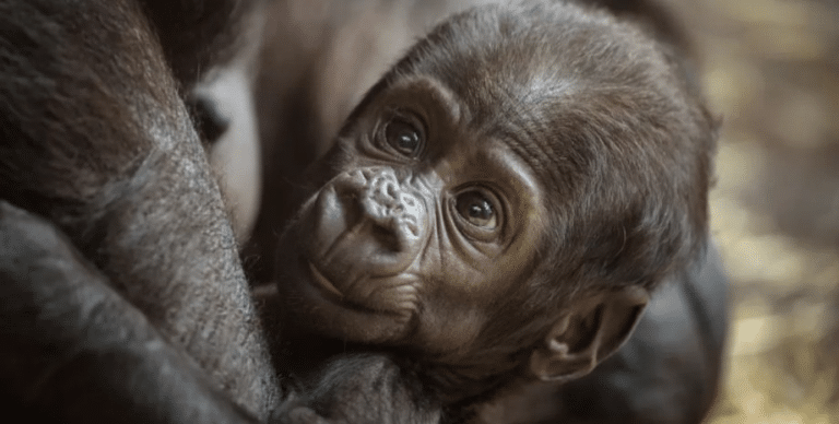 Детеныш гориллы / © Nick Fox / Shutterstock 