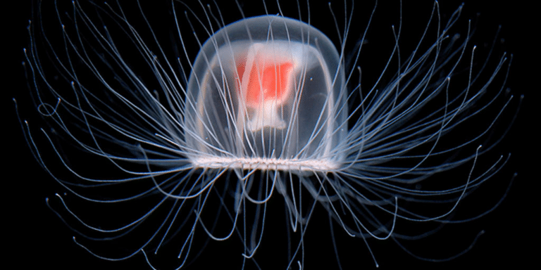Медуза Turritopsis dohrnii / © sciencealert