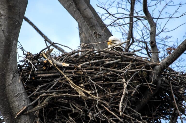 Гнездо белоголового орлана