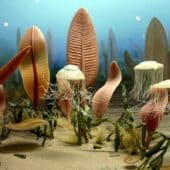 Эдиакарская биота на дне океана: реконструкция